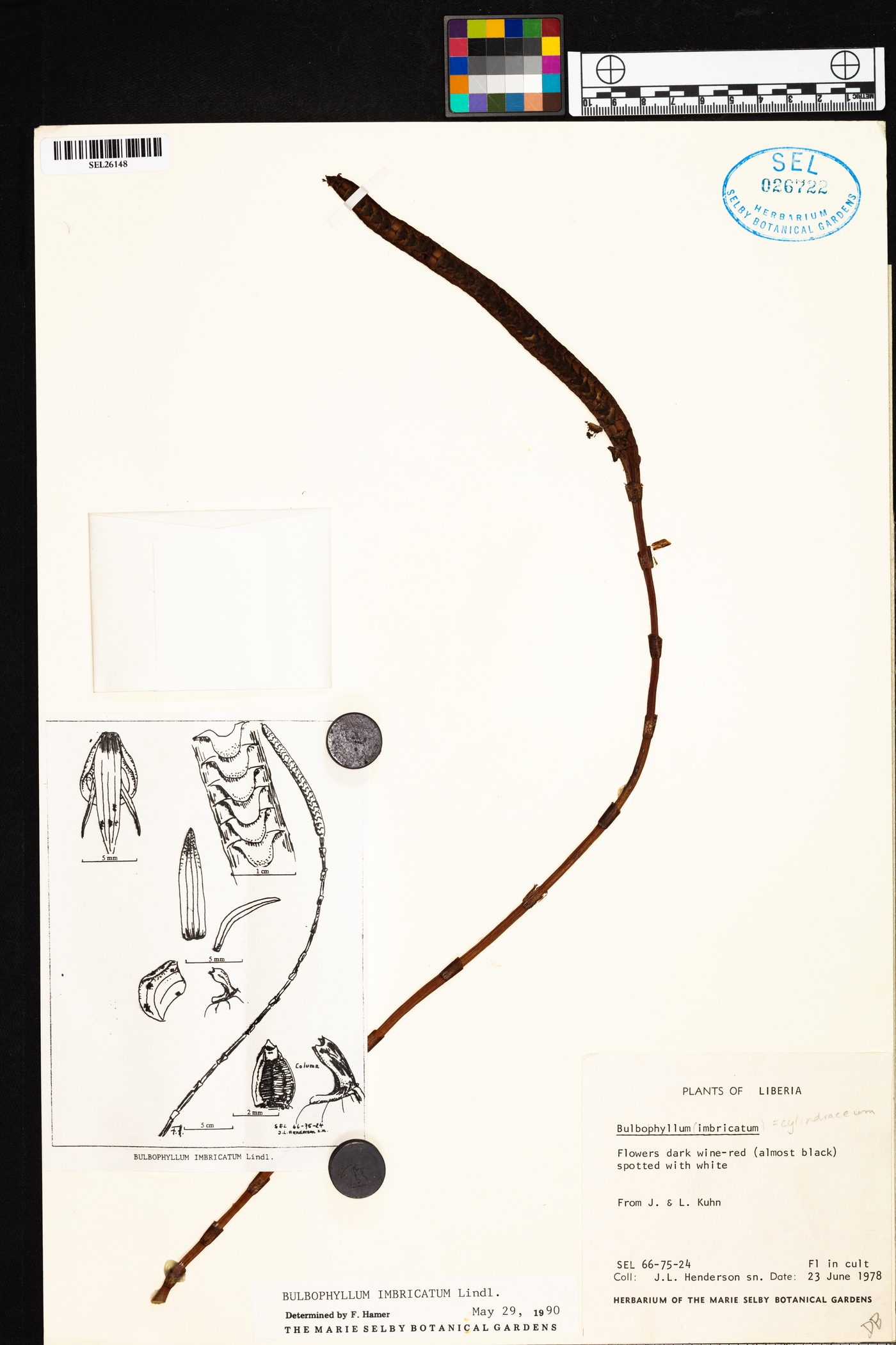 Bulbophyllum cylindraceum image