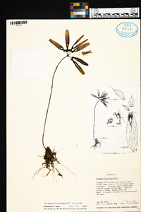 Bulbophyllum longiflorum image