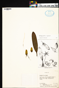Bulbophyllum flabellum-veneris image