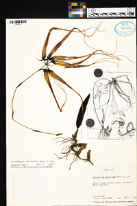 Image of Bulbophyllum longissimum