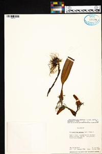 Bulbophyllum medusae image