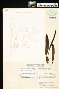 Bulbophyllum pachyrachis image