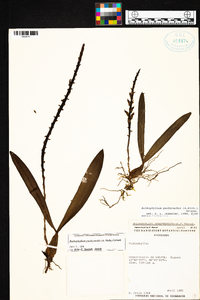 Bulbophyllum pachyrachis image