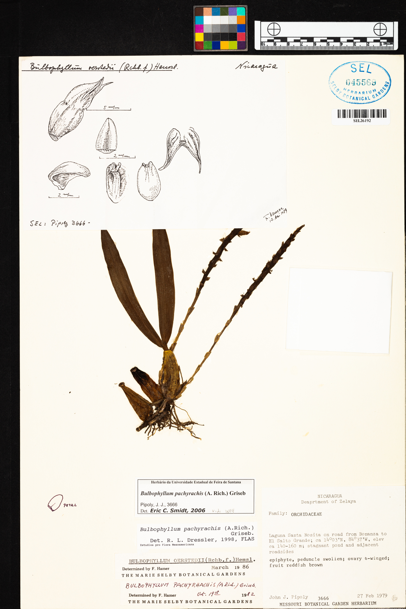 Bulbophyllum pachyrachis image