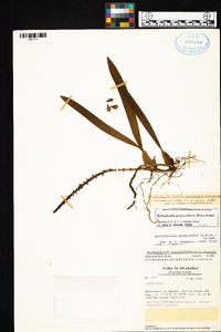 Bulbophyllum pachyrachis image