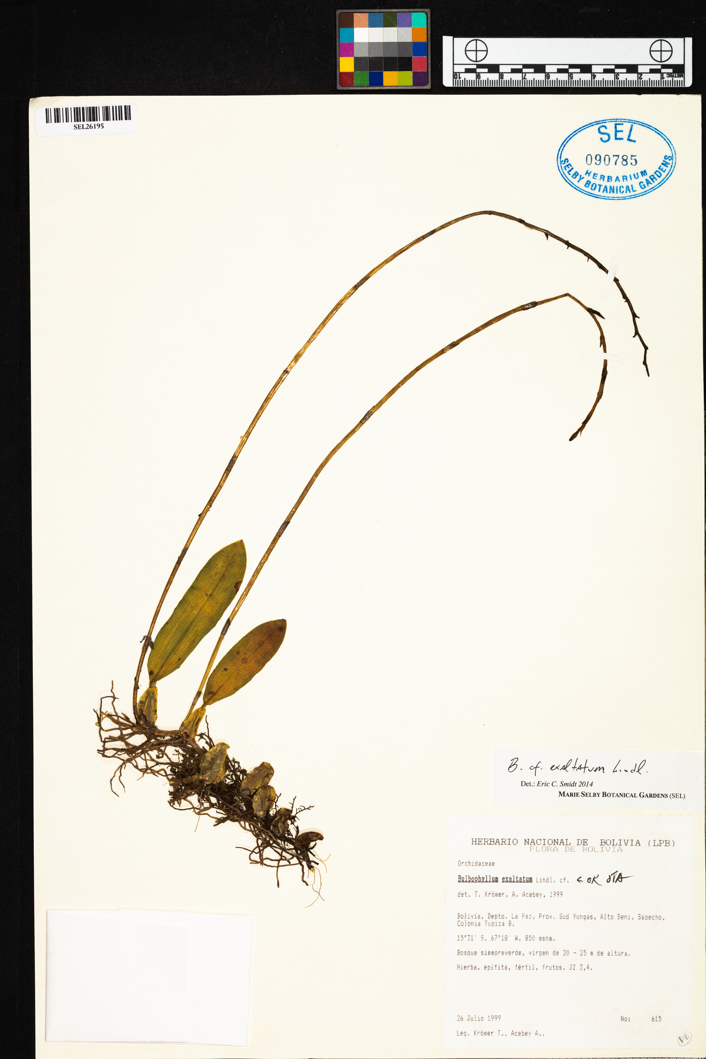 Bulbophyllum exaltatum image
