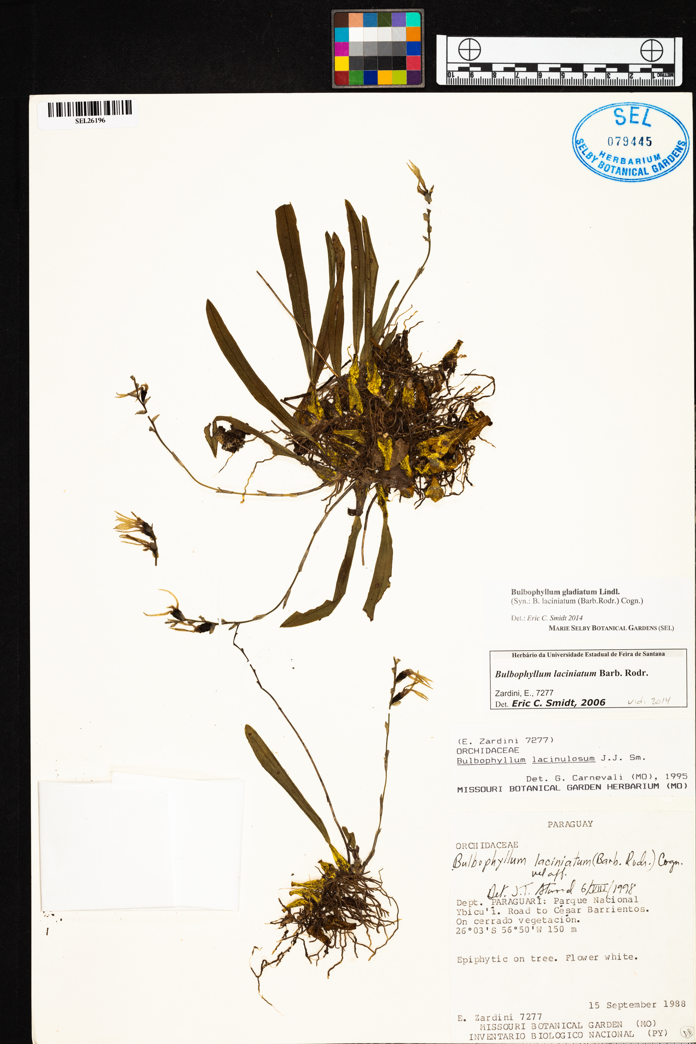 Bulbophyllum gladiatum image