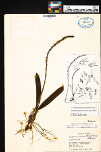 Bulbophyllum pachyrachis image