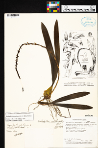 Bulbophyllum pachyrachis image