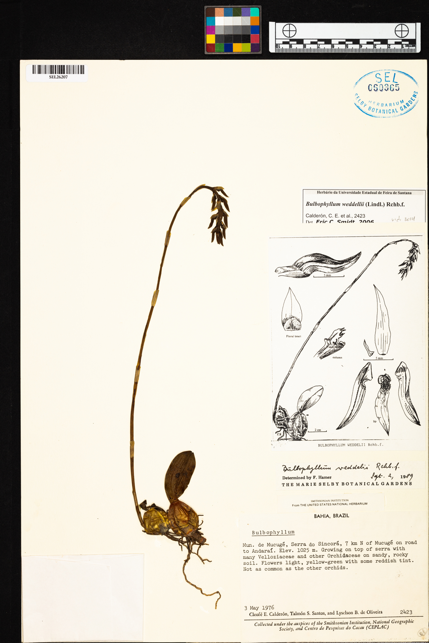 Bulbophyllum weddellii image