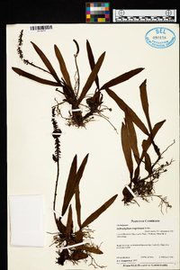 Bulbophyllum scaberulum var. scaberulum image