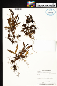 Image of Bulbophyllum colubrinum