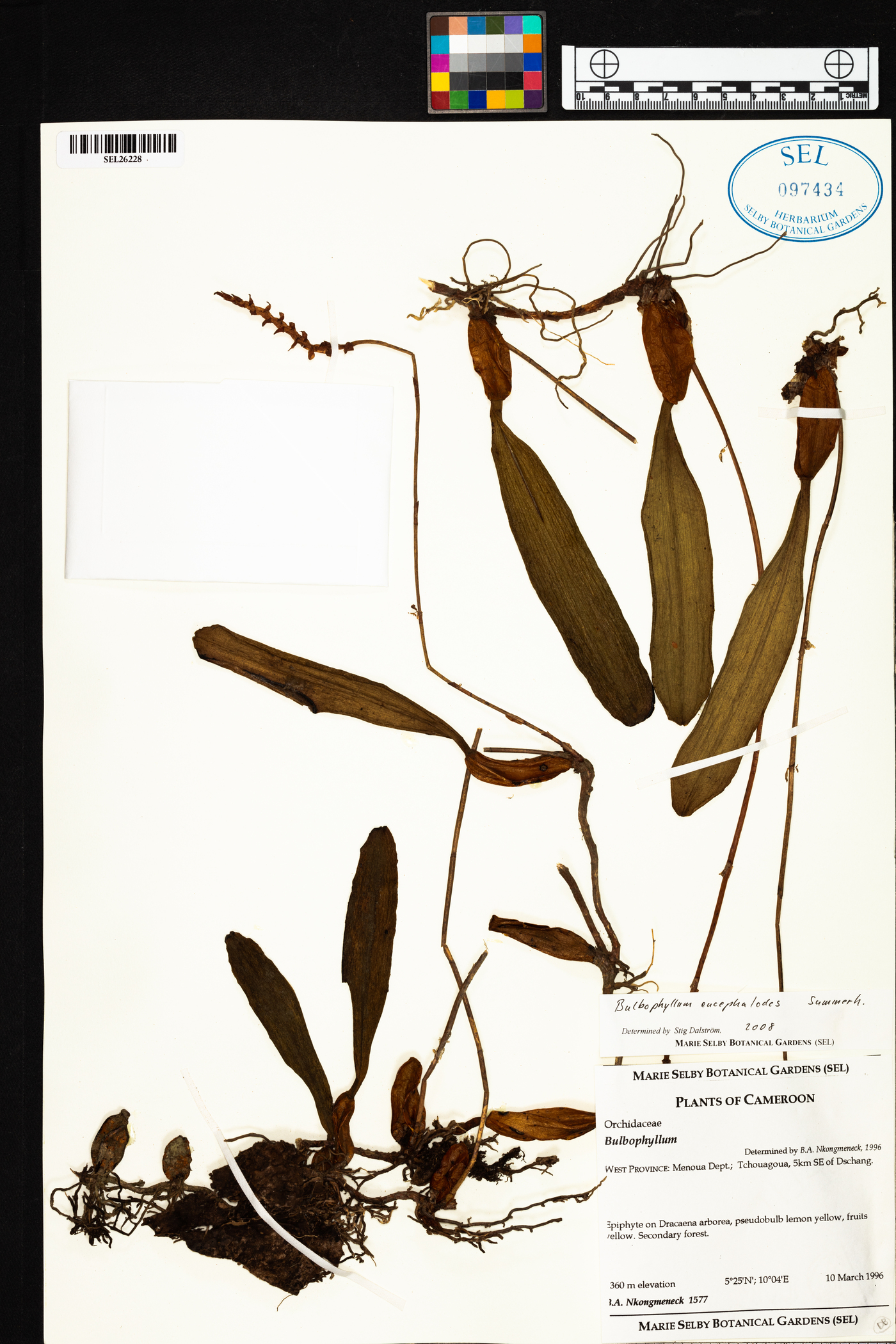 Bulbophyllum encephalodes image
