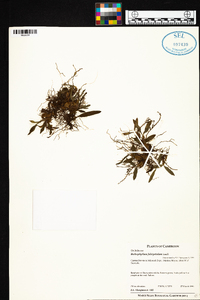 Image of Bulbophyllum falcipetalum