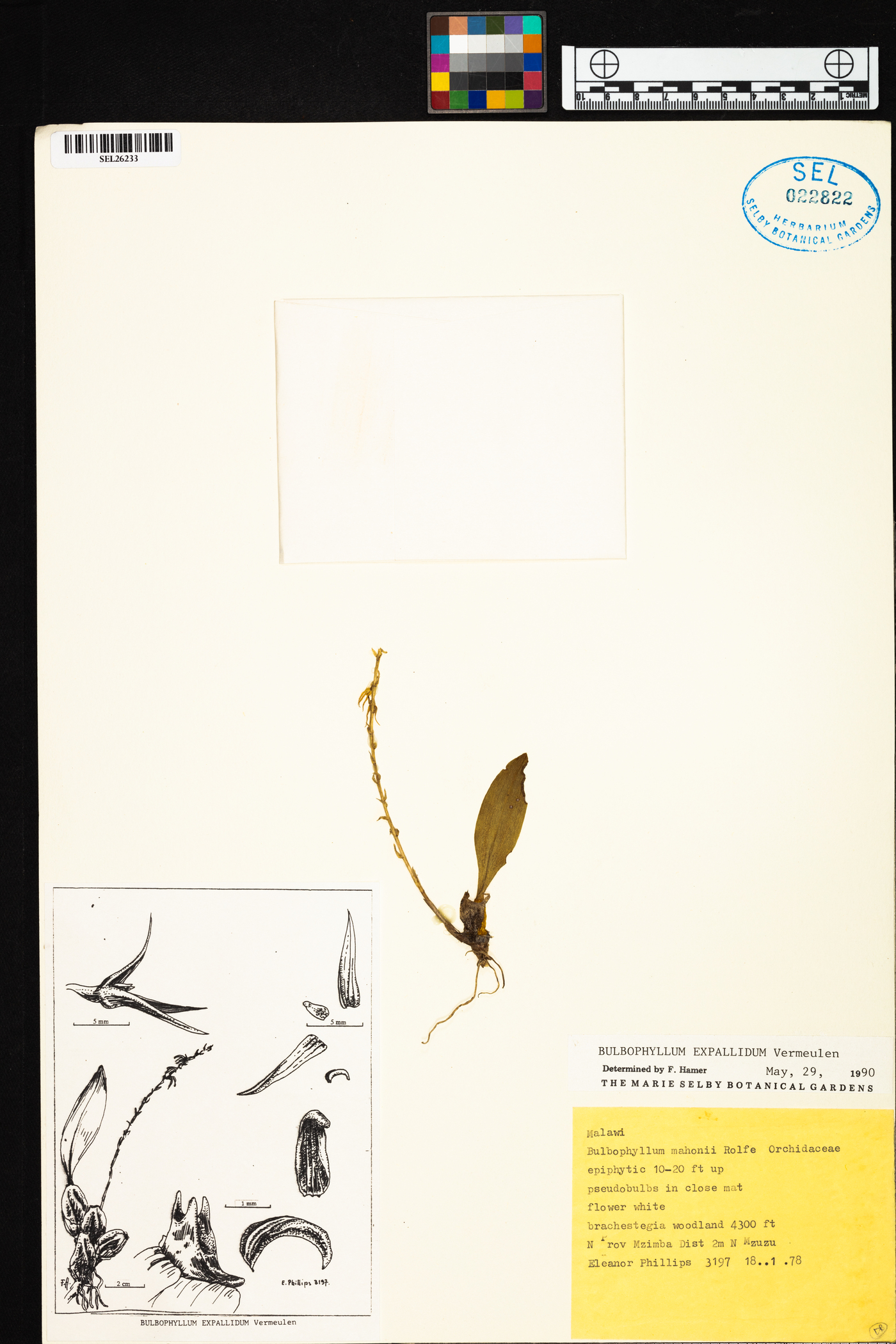 Bulbophyllum expallidum image