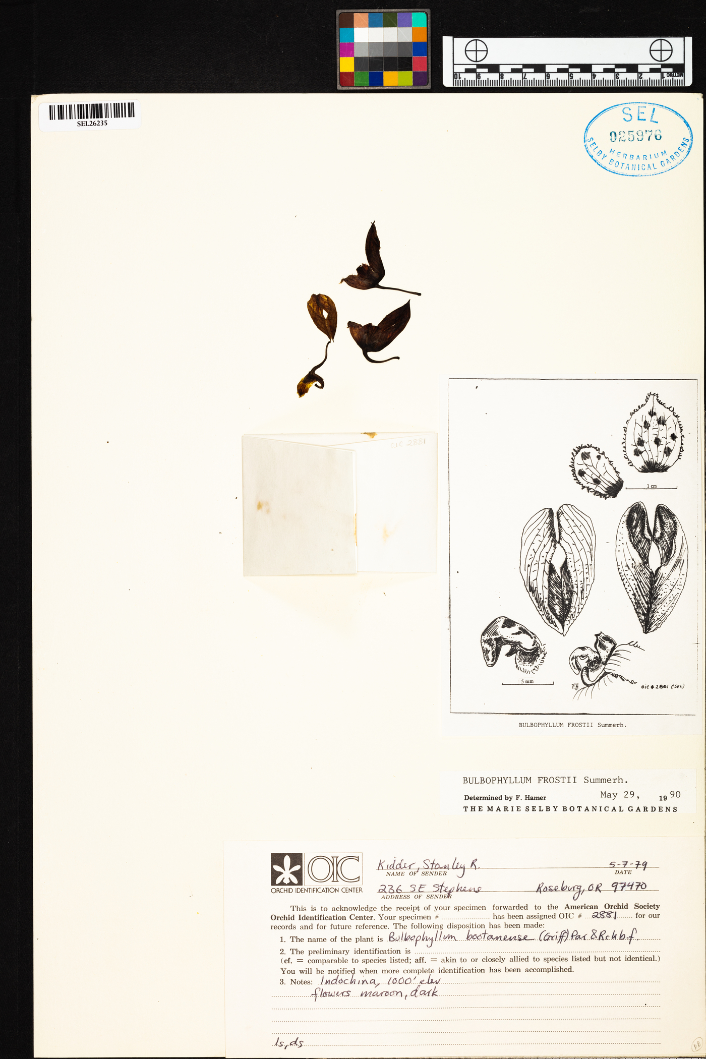 Bulbophyllum frostii image