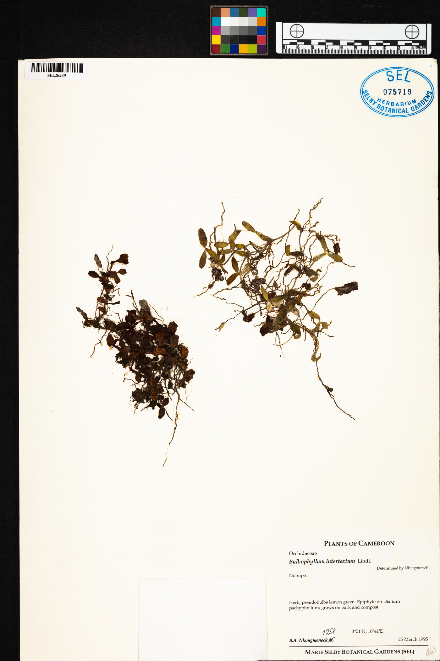 Bulbophyllum intertextum image
