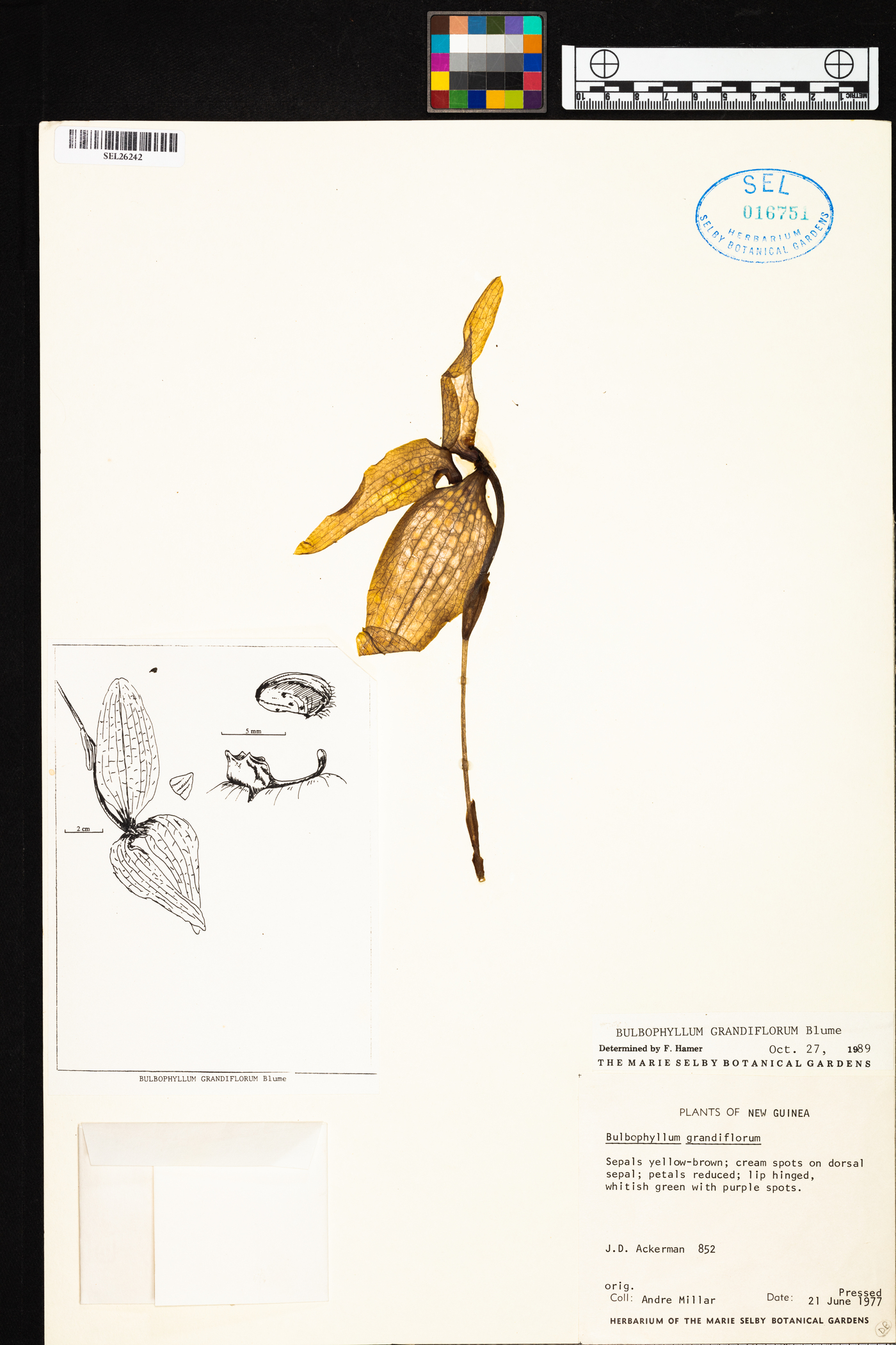 Bulbophyllum grandiflorum image