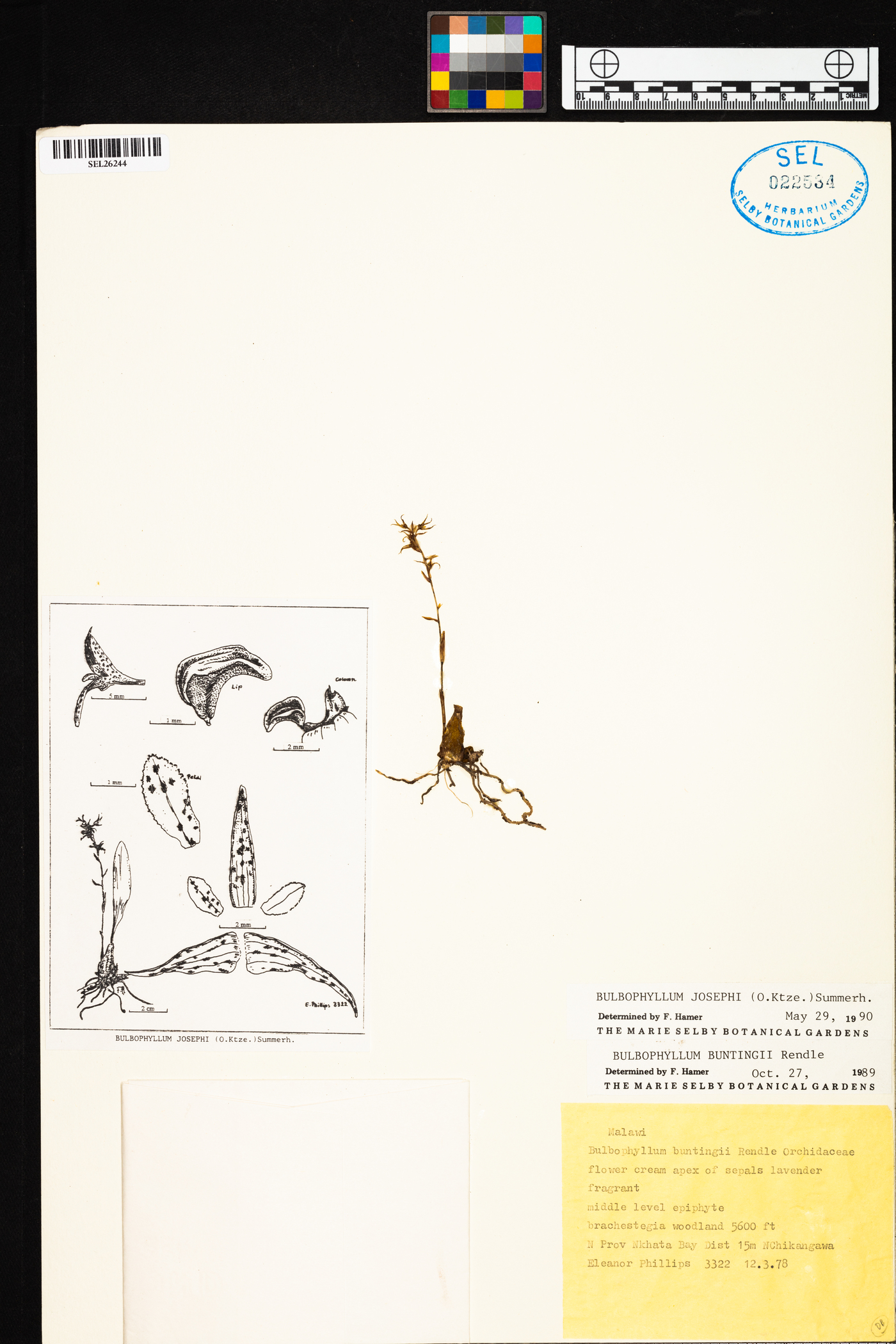 Bulbophyllum josephi image