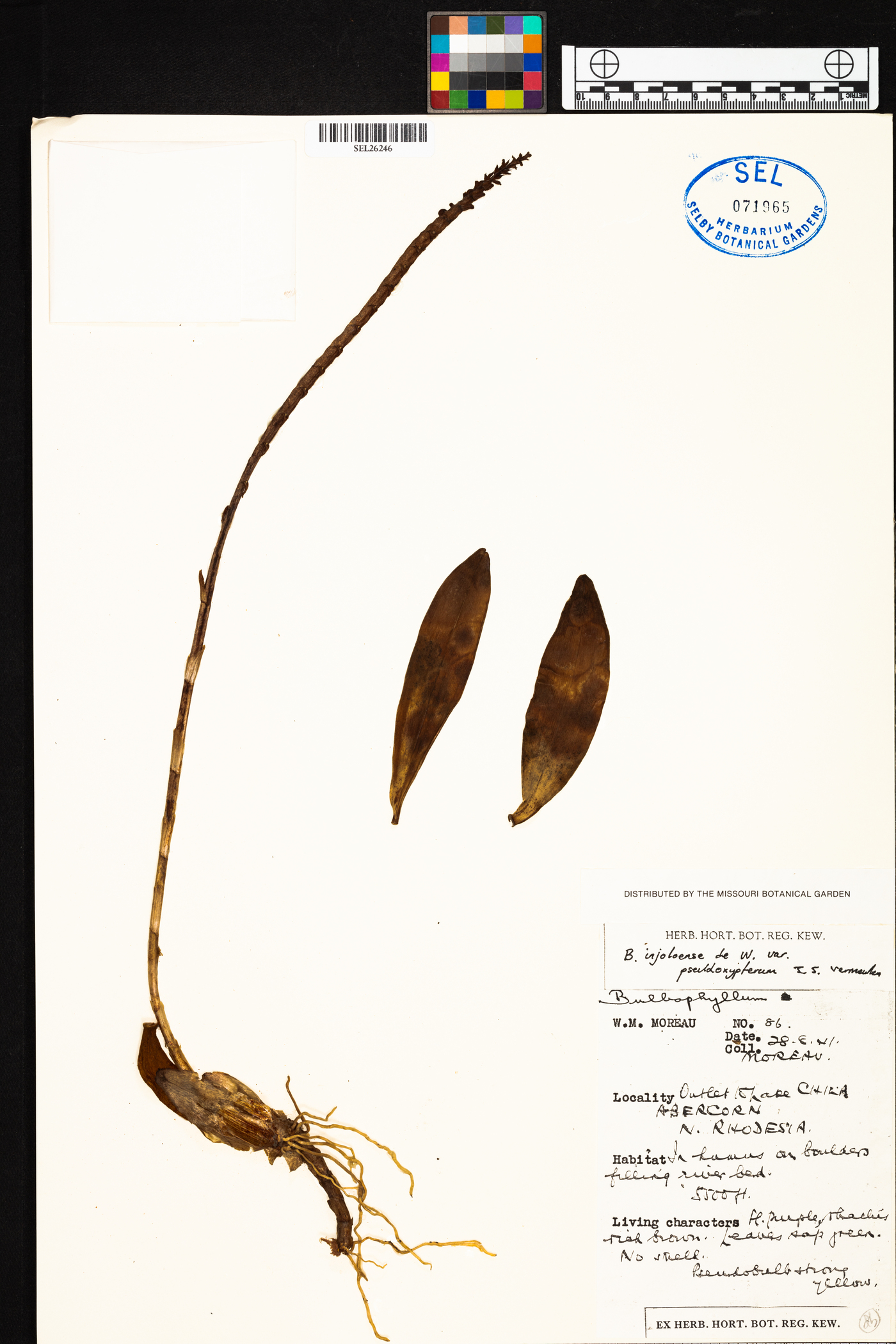 Bulbophyllum injoloense image