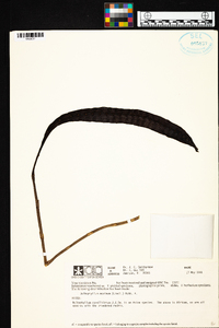 Image of Bulbophyllum maximum