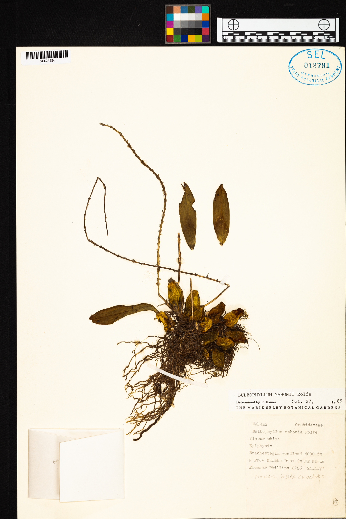 Bulbophyllum josephi var. mahonii image