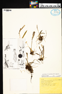Image of Bulbophyllum rugosibulbum