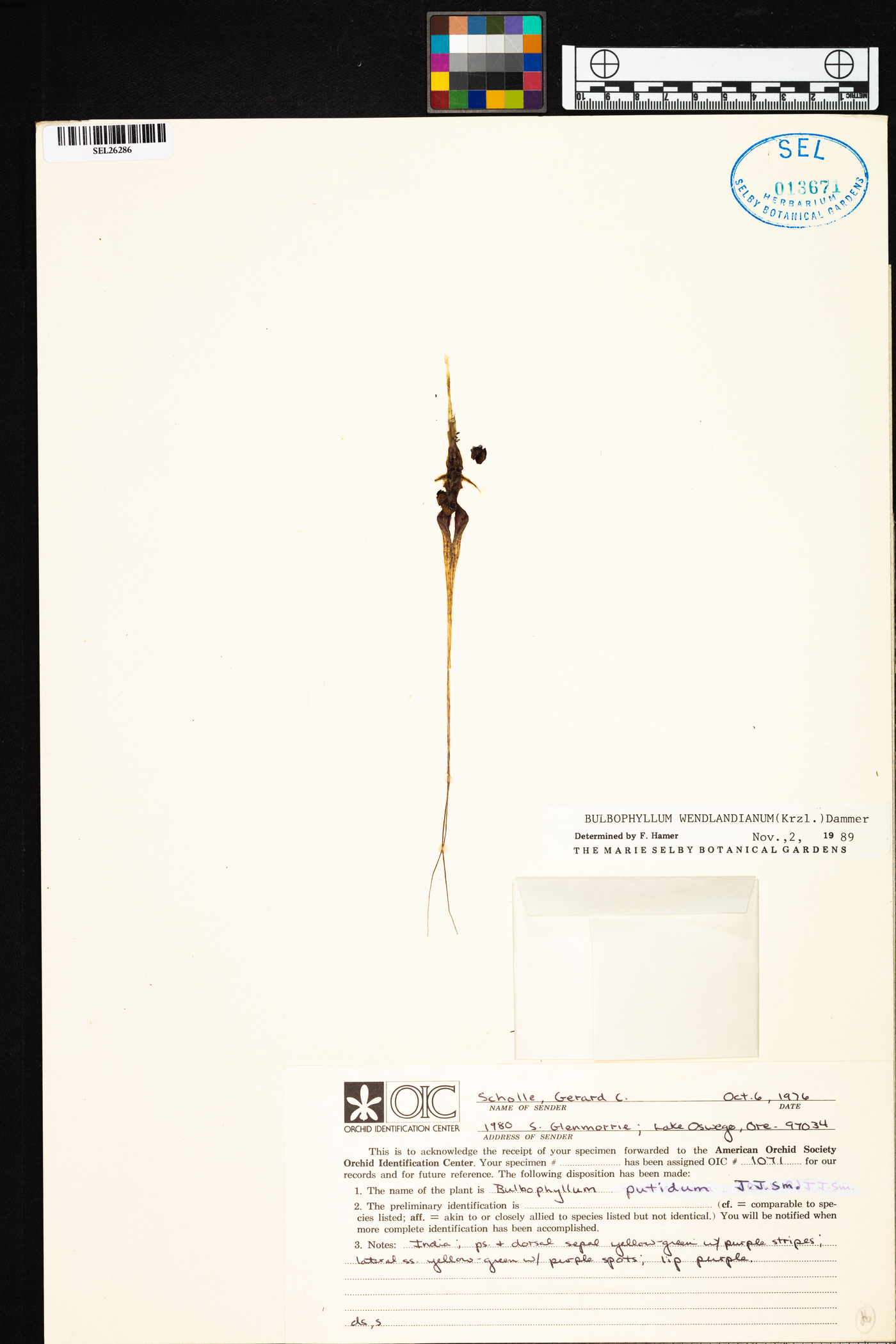 Bulbophyllum wendlandianum image