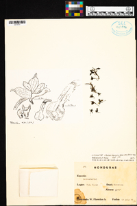 Calanthe calanthoides image