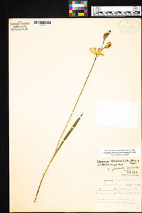 Calopogon tuberosus var. tuberosus image