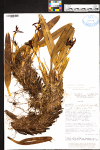 Maxillaria hematoglossa image