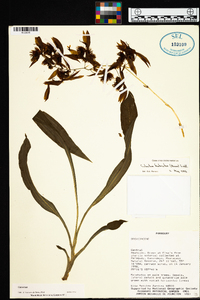 Catasetum fimbriatum image