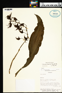 Catasetum fimbriatum image