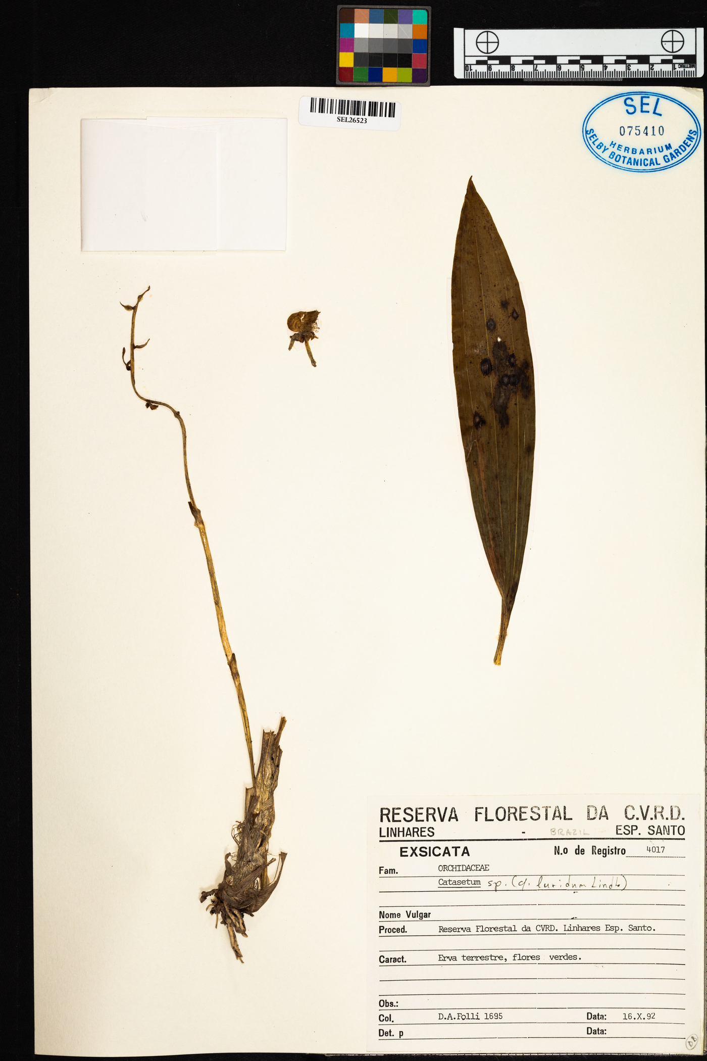 Catasetum luridum image