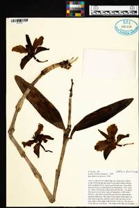 Image of Cattleya bicolor