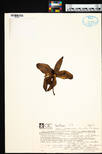 Image of Cattleya schofieldiana