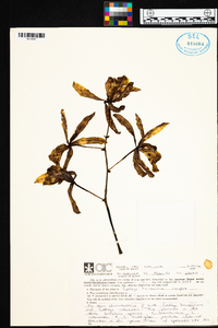 Image of Cattleya harrisoniana