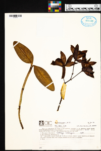 Image of Cattleya loddigesii