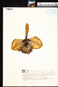 Image of Cattleya mossiae