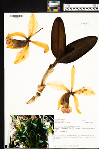 Cattleya lueddemanniana image