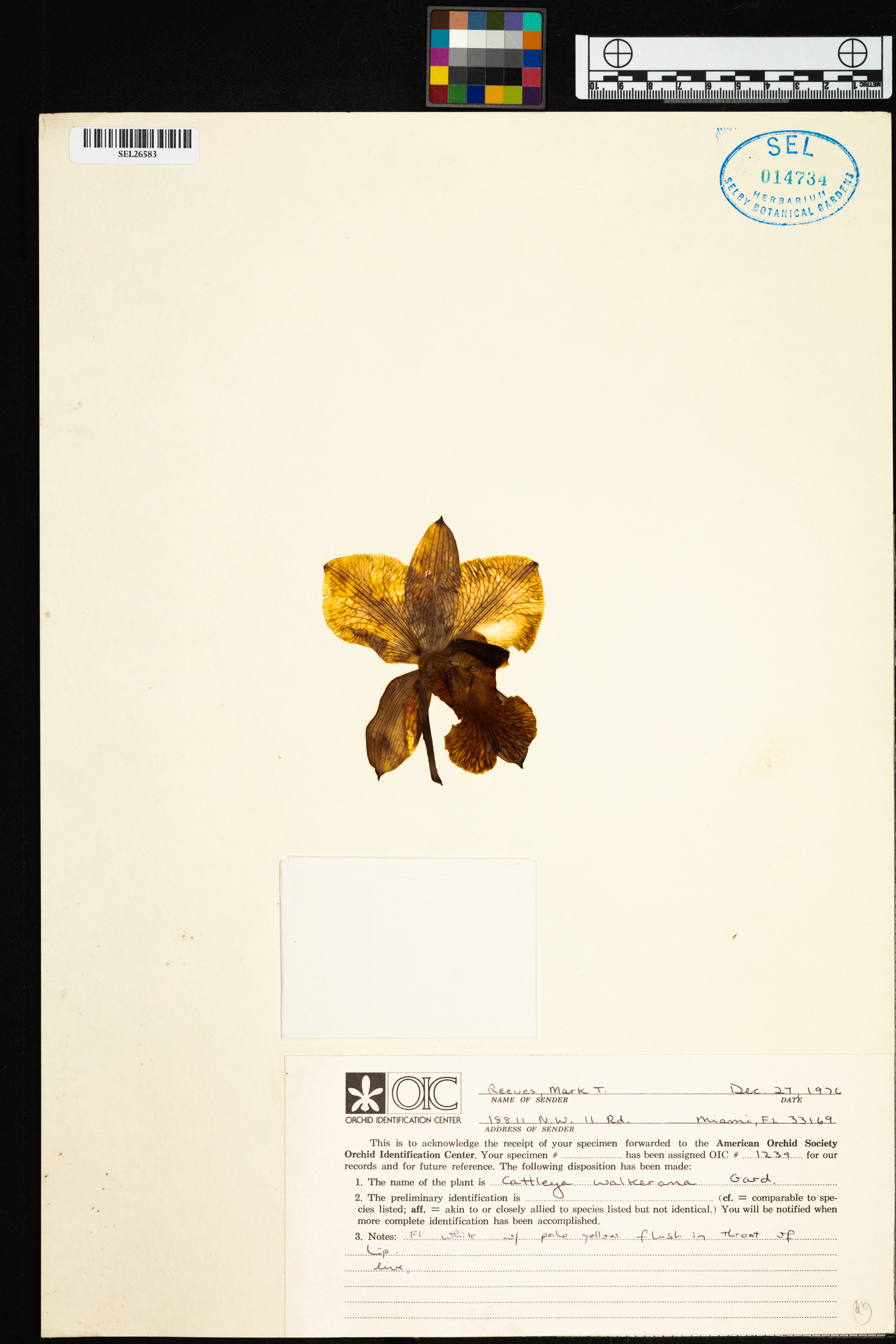 Cattleya walkeriana image
