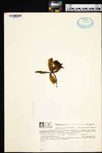 Cattleya velutina image