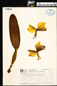 Image of Cattleya trianae