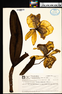 Cattleya trianae image