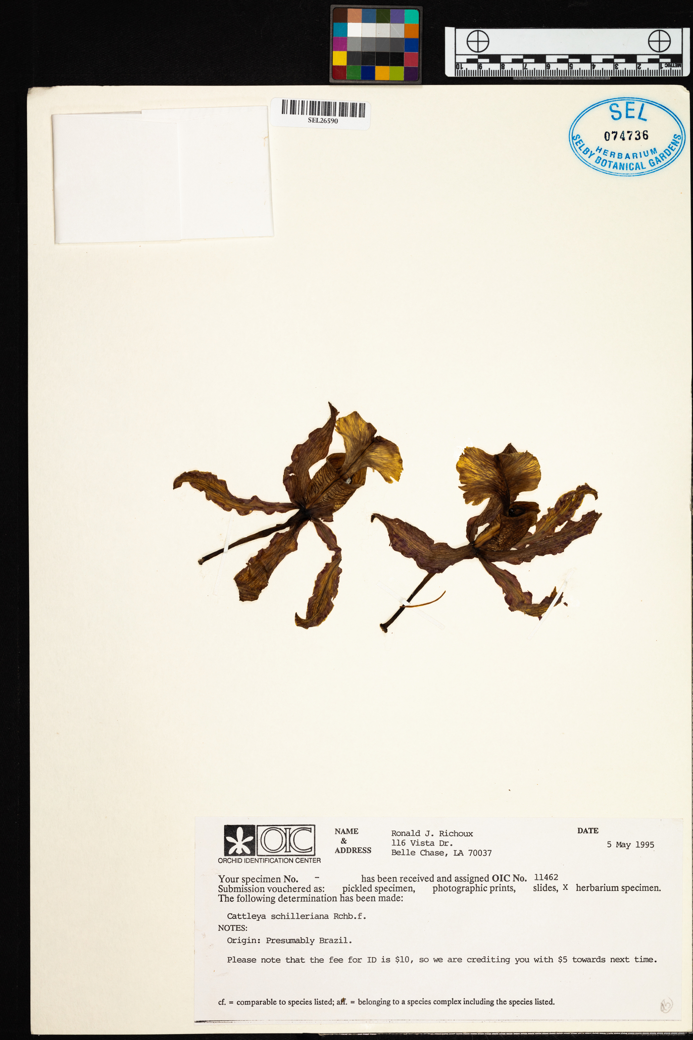 Cattleya schilleriana image