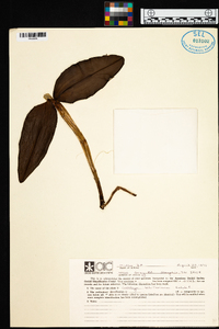 Cattleya schilleriana image