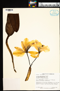 Cattleya schroederae image