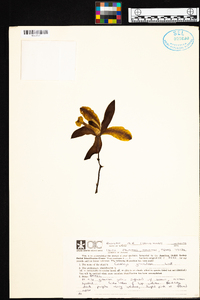 Image of Cattleya granulosa