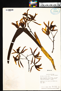 Image of Cattleya iricolor
