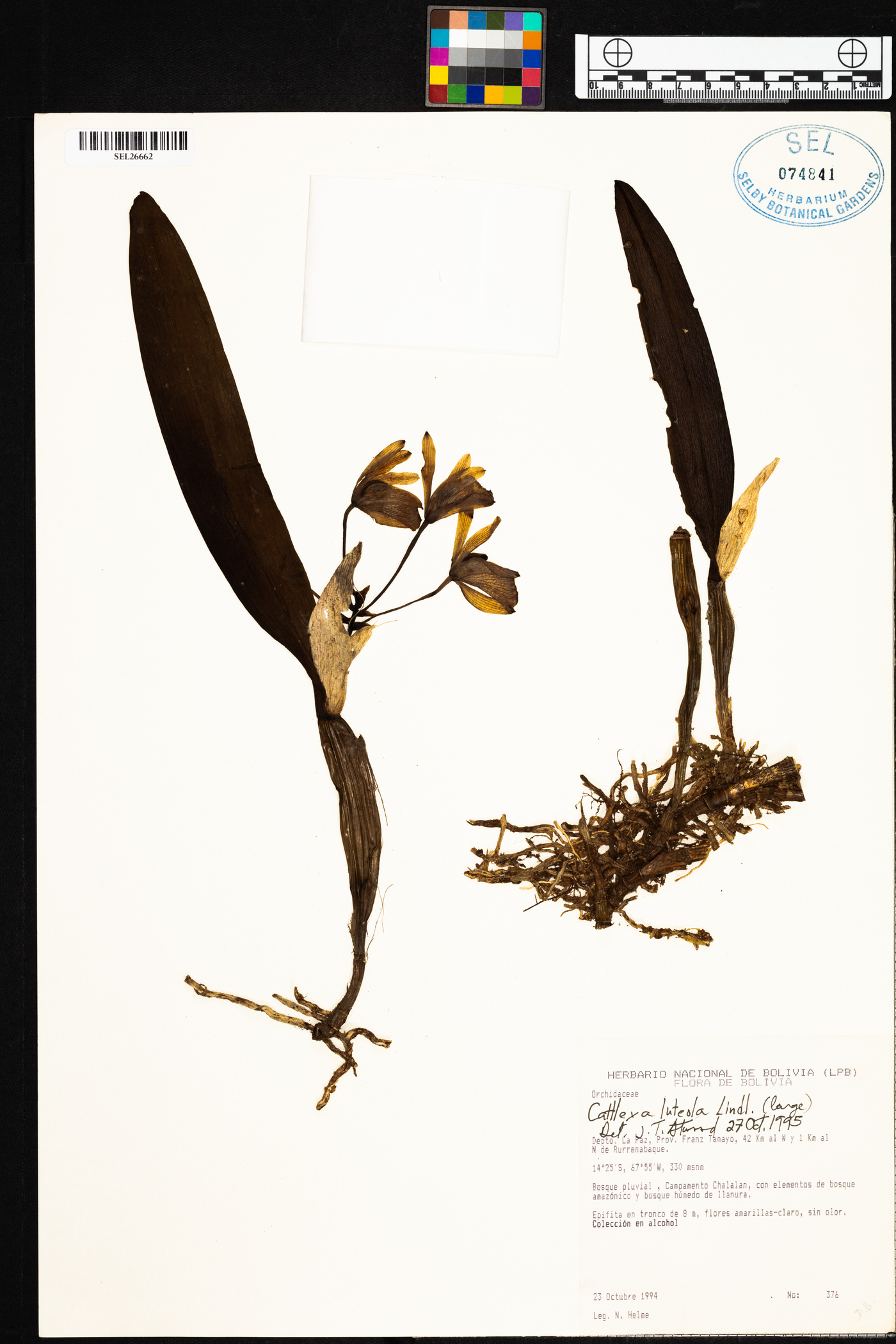 Cattleya luteola image